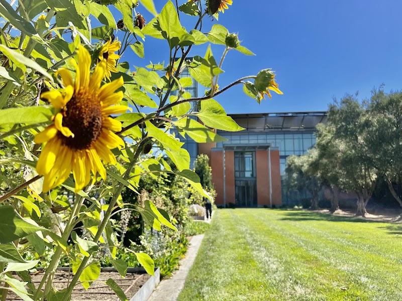UC Davis Good Life Garden photo 5