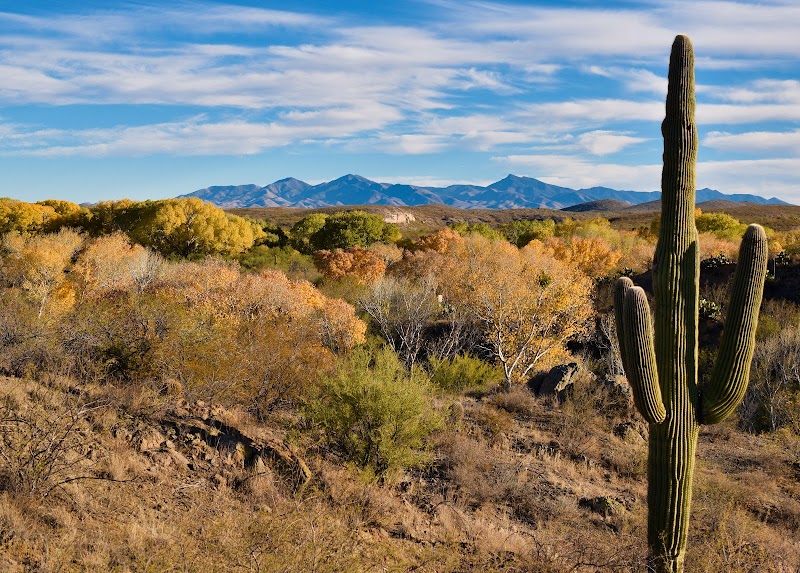 Photo of Cienega Creek Natural Preserve