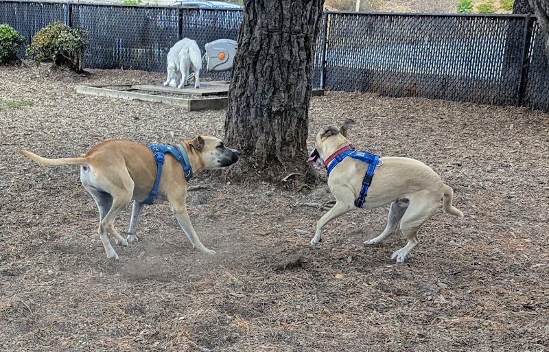 Remington Dog Park photo 3