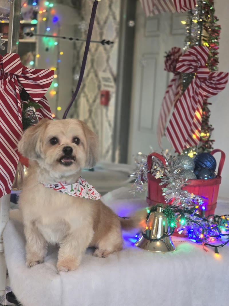 Photo of Tangled Tails Pet Spa