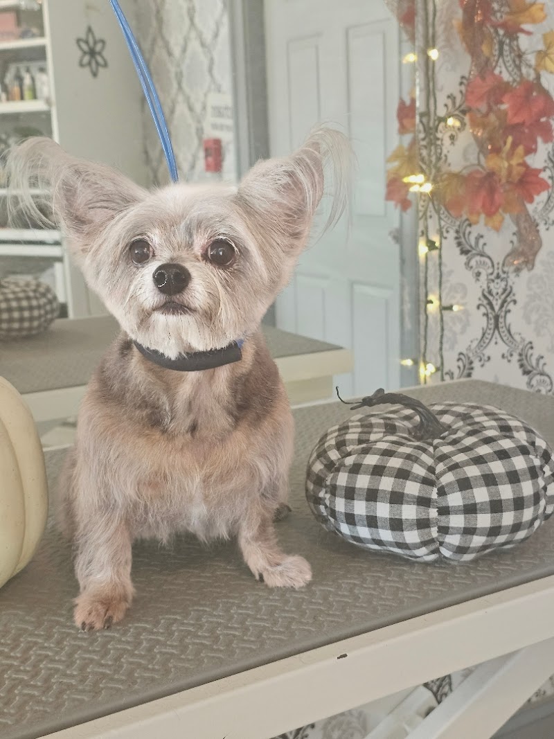 Tangled Tails Pet Spa photo 3