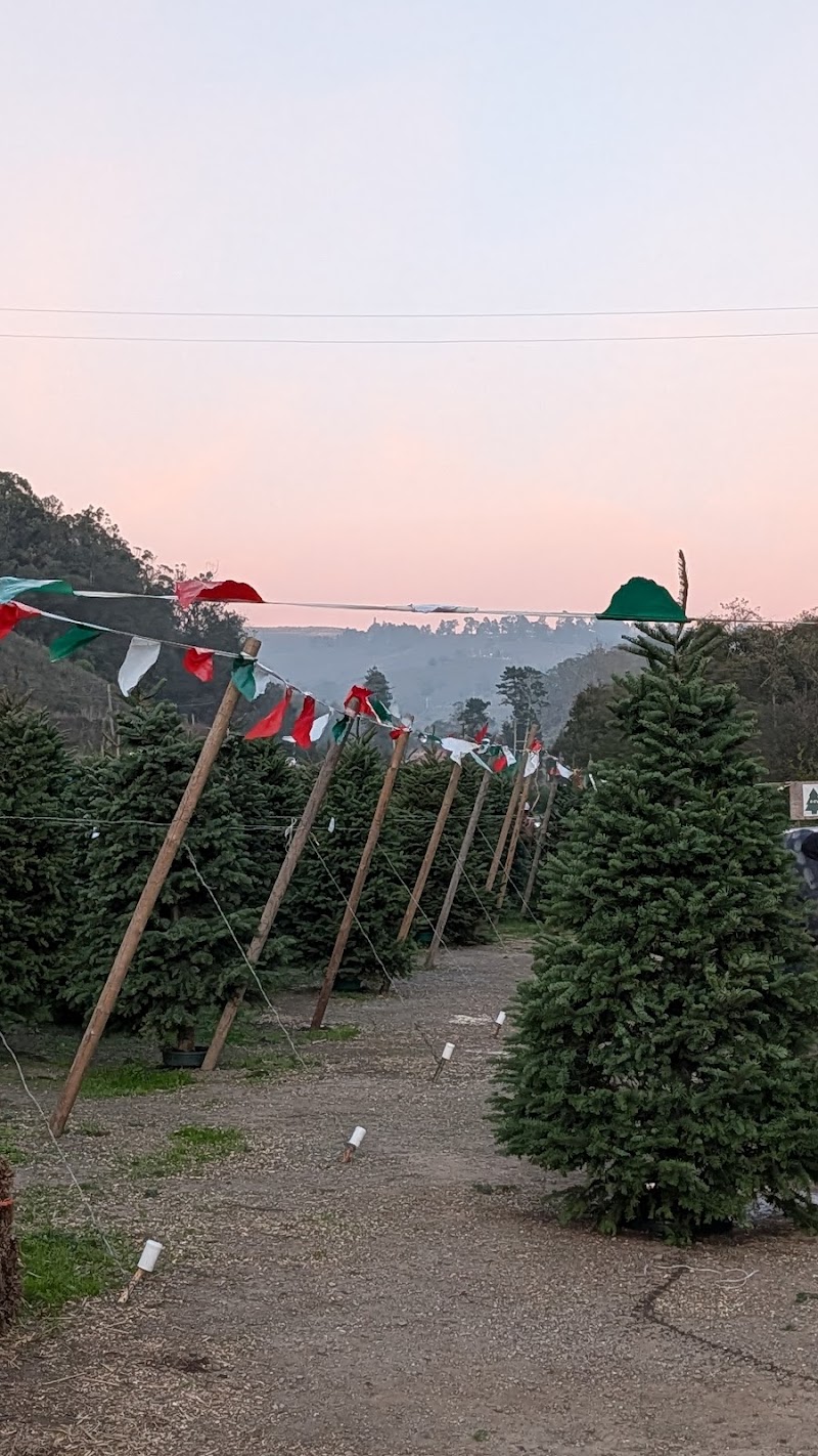 4C's Christmas Tree Farm photo 5