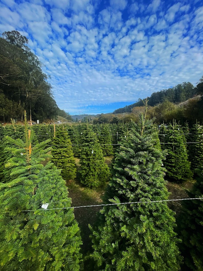 4C's Christmas Tree Farm photo 2