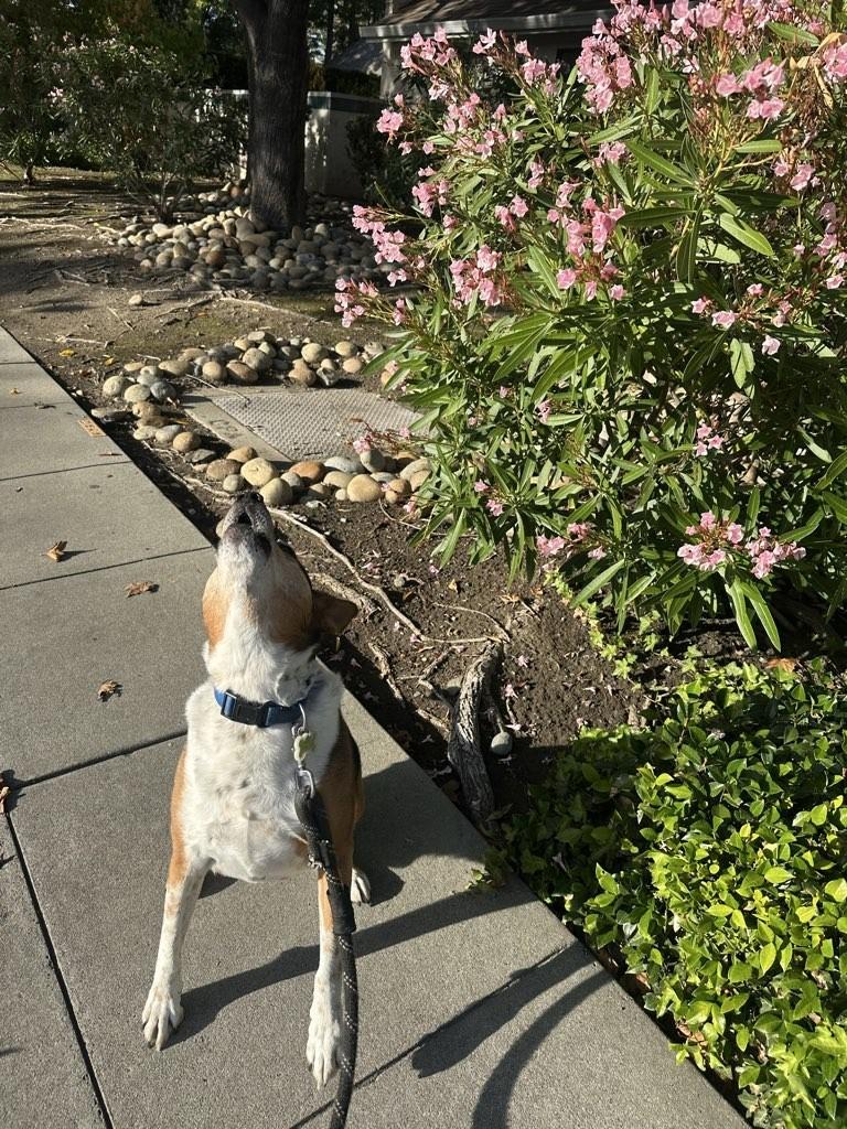Wagster Pet Care Dog Walking & Pet Sitting photo 3