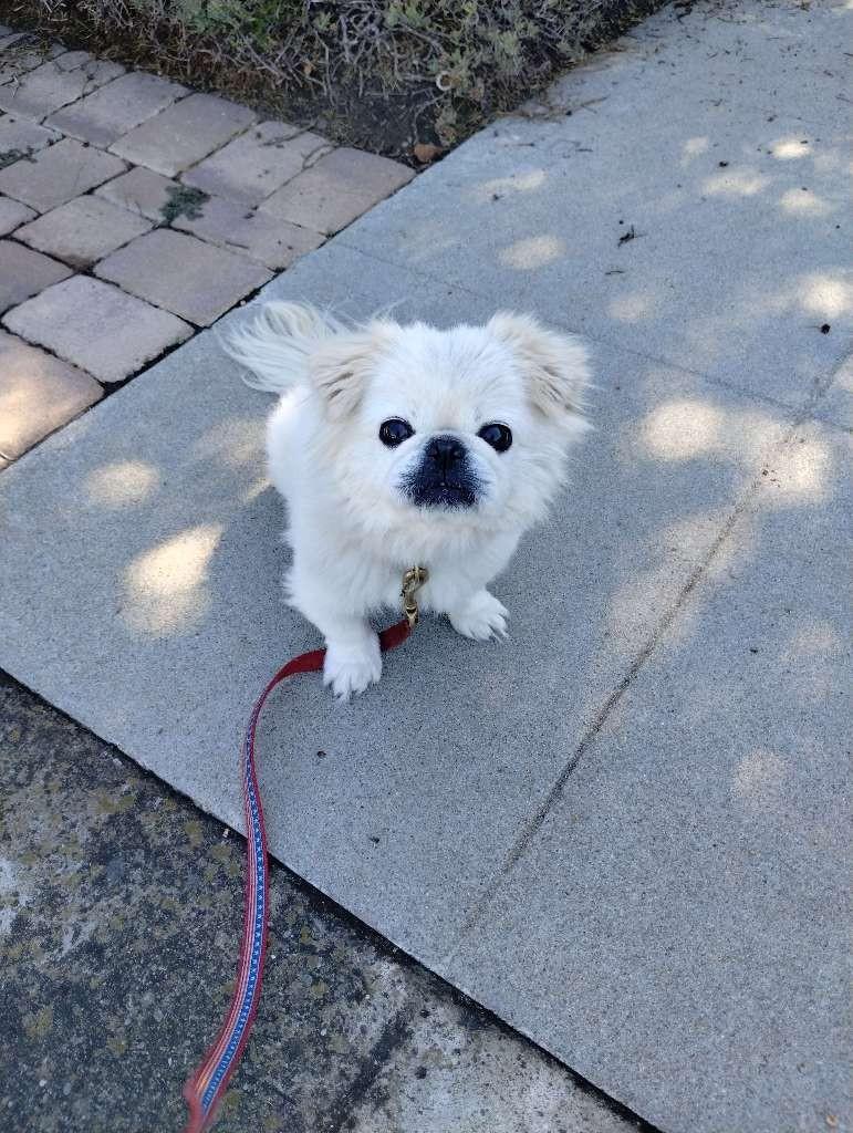 Wagster Pet Care Dog Walking & Pet Sitting photo 2