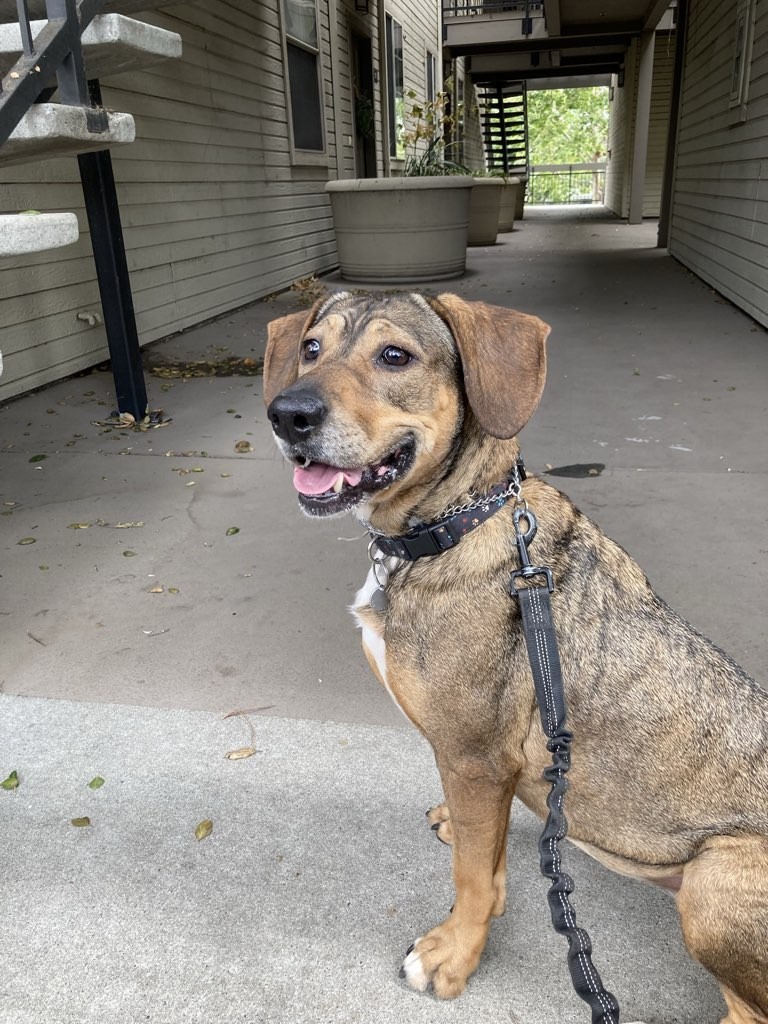Photo of Wagster Pet Care Dog Walking & Pet Sitting