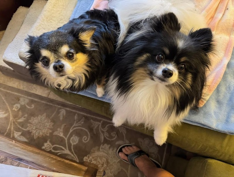 Wagster Pet Care Dog Walking & Pet Sitting photo 5