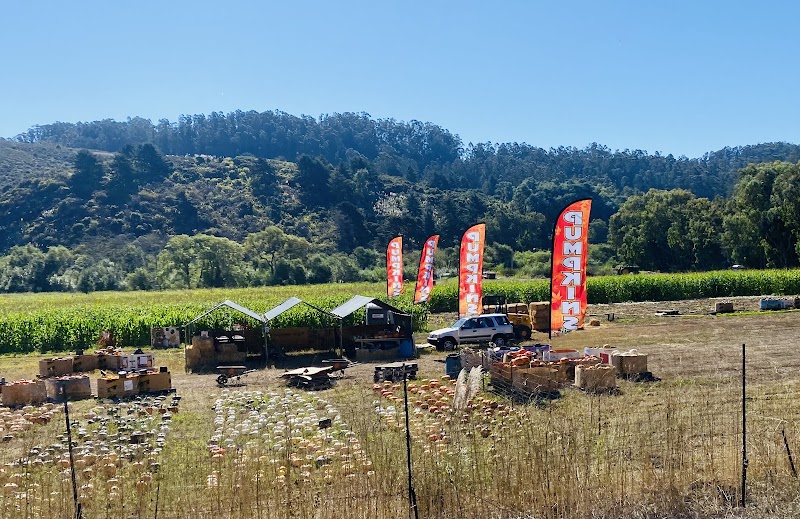 Pumpkin patch and corn maze photo 3