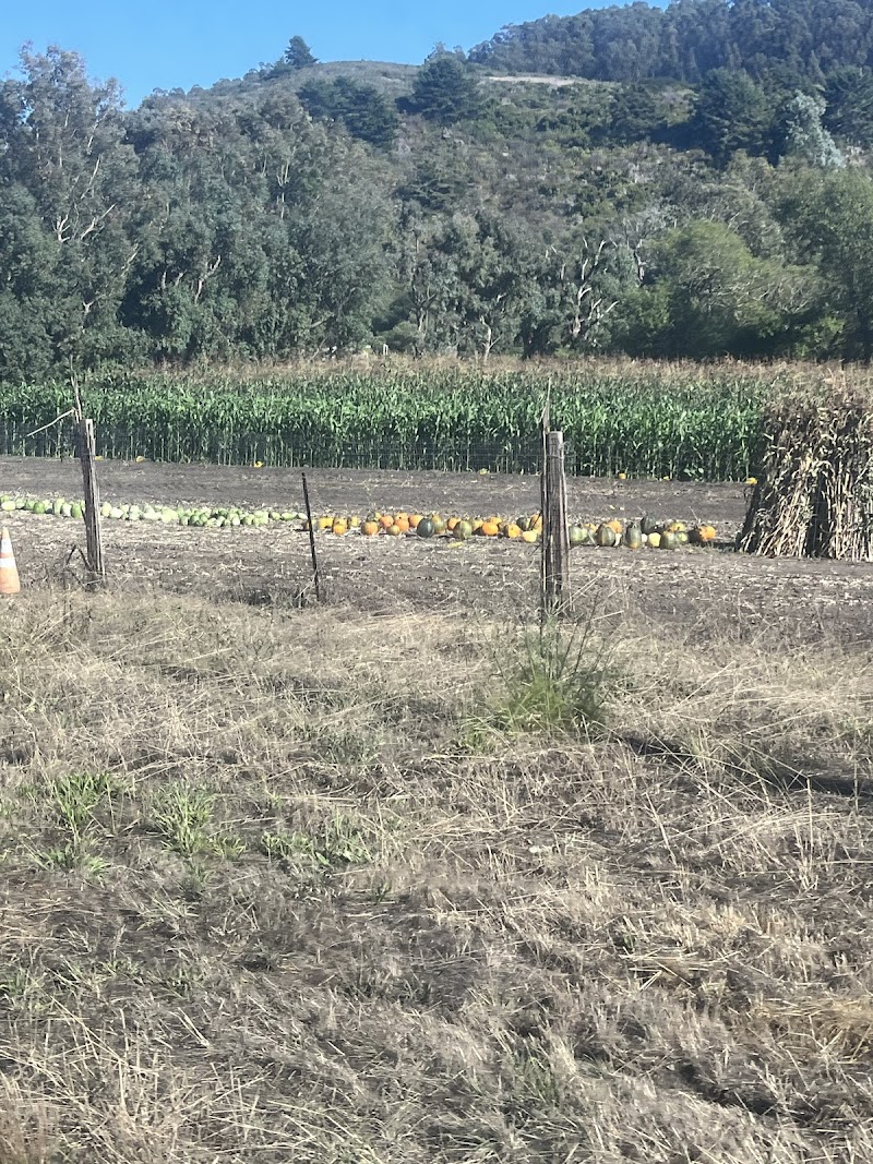 Pumpkin patch and corn maze photo 4
