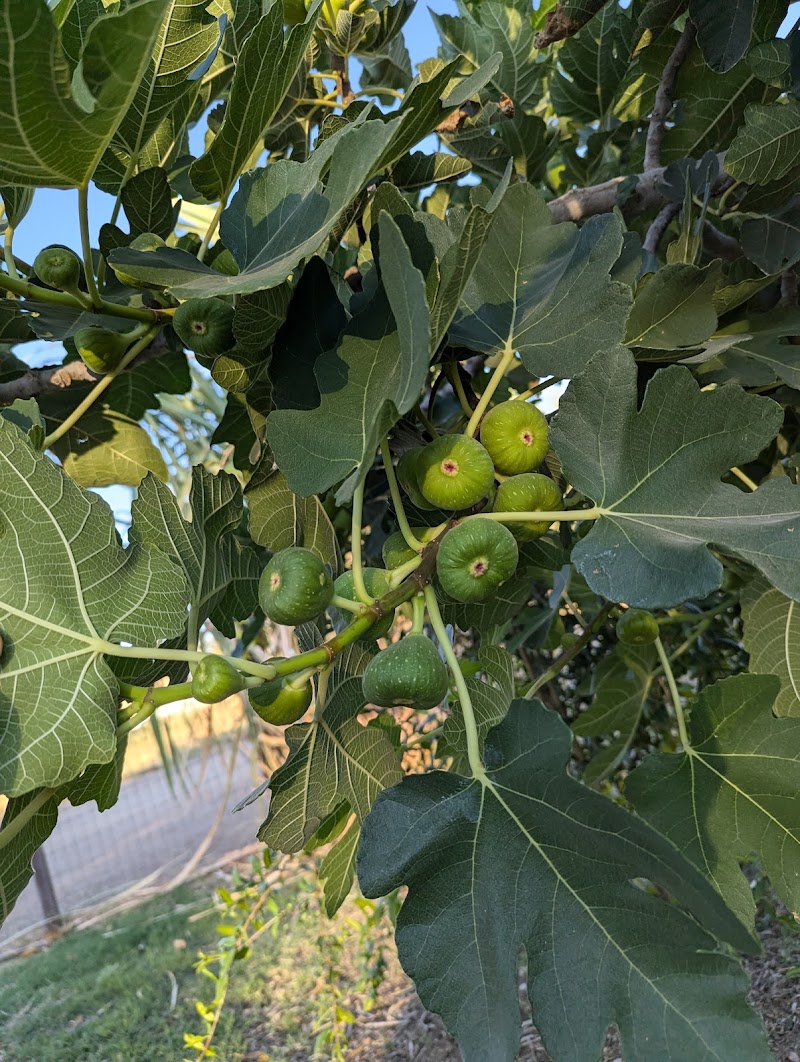 Milagro Farm Stand photo 4