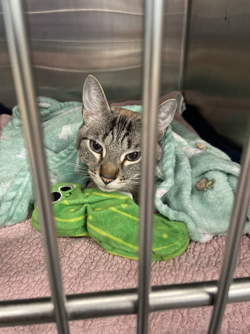 Indy’s Place Pet Hospital photo 4