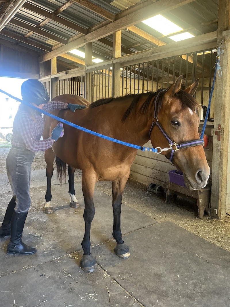Amiable Sporthorse photo 5