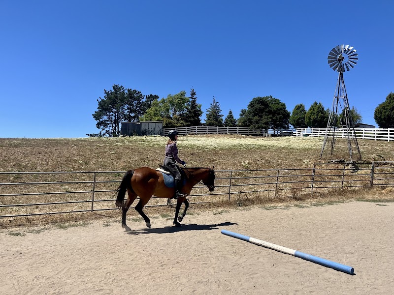 Amiable Sporthorse photo 2
