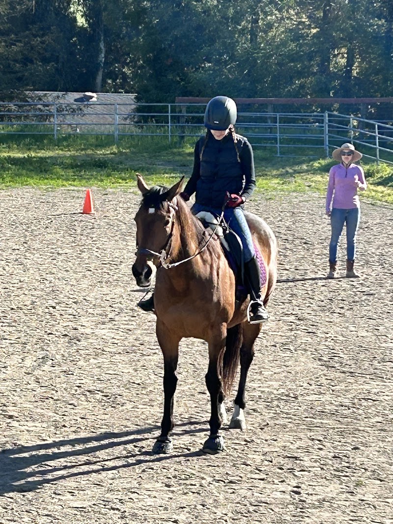 Amiable Sporthorse photo 3