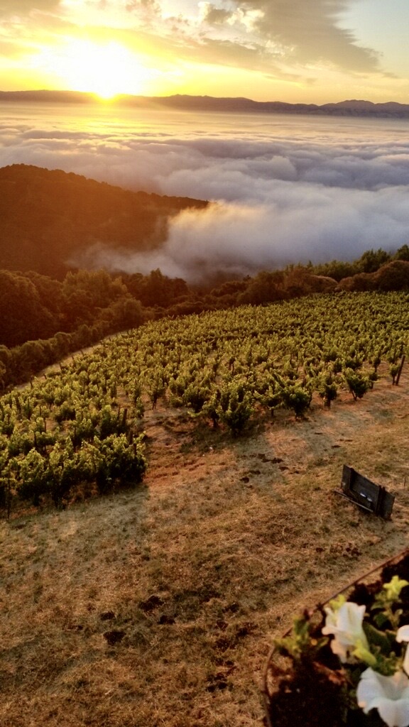 Naumann Vineyards photo 4