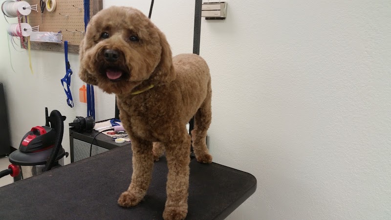 Paws Grooming Salon photo 3
