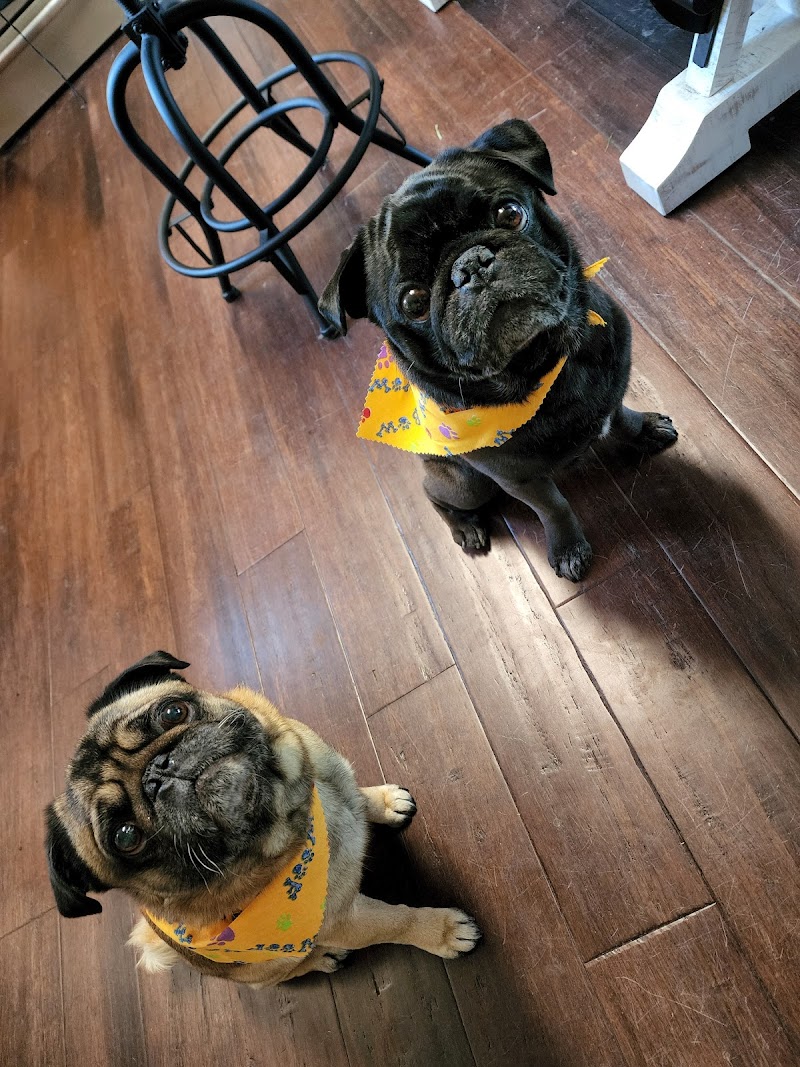 Paws Grooming Salon photo 5