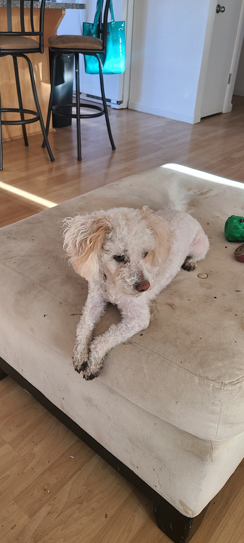 Paws Grooming Salon photo 4