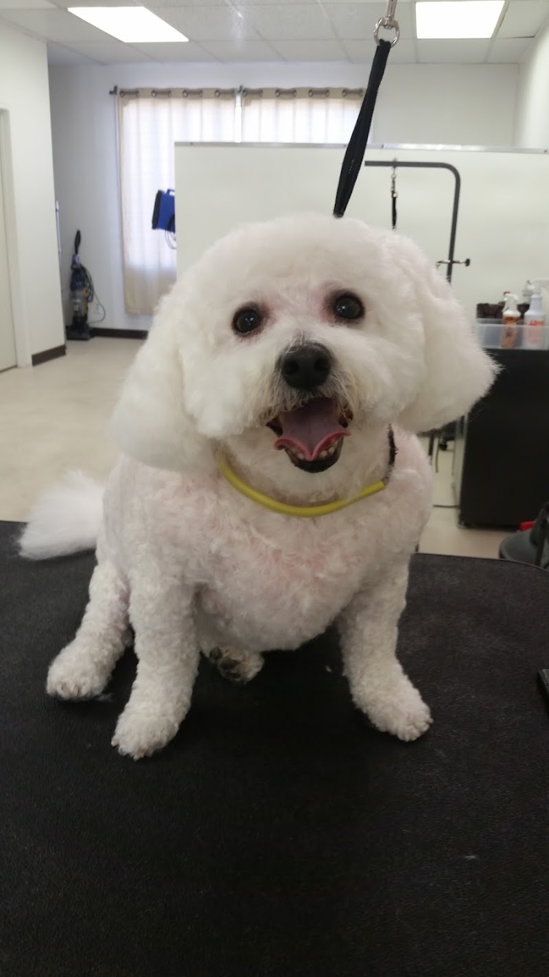 Paws Grooming Salon photo 2