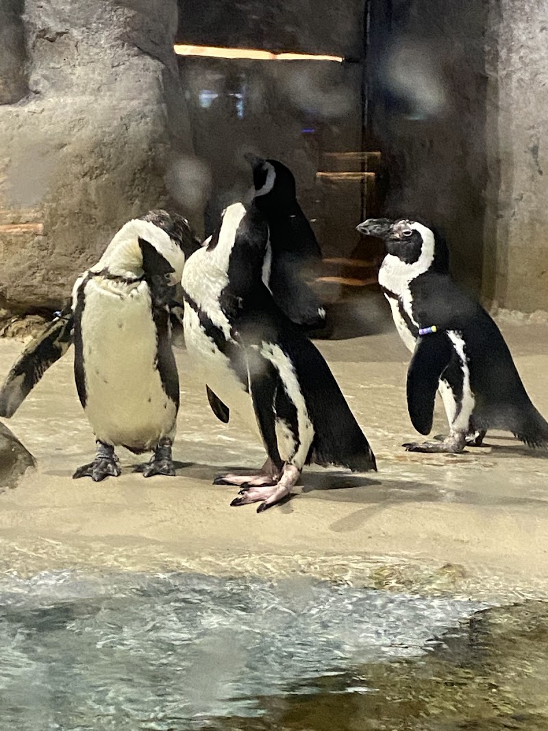 Jenkinson's Aquarium photo 4