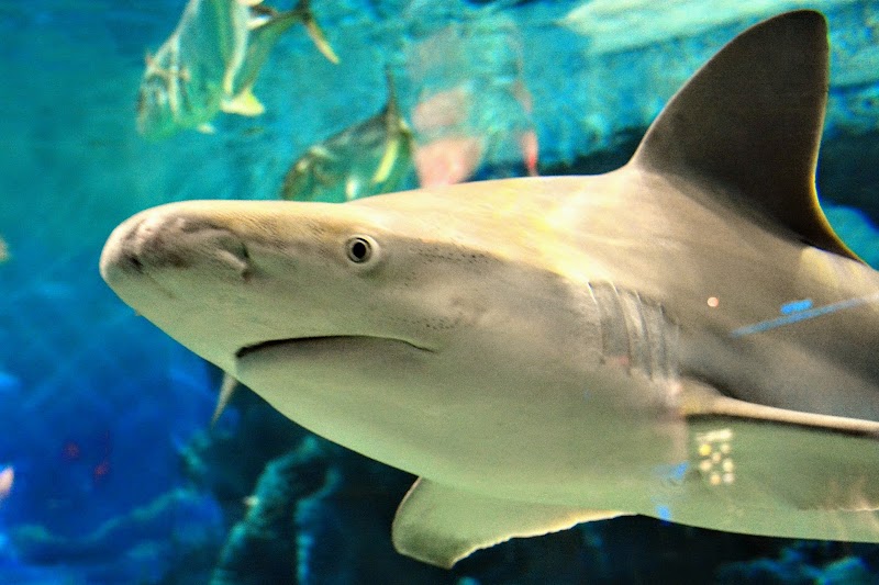 Jenkinson's Aquarium photo 5
