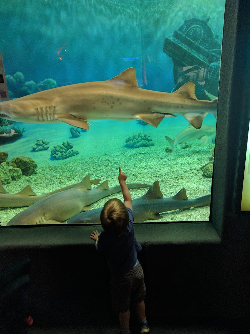 Jenkinson's Aquarium photo 3
