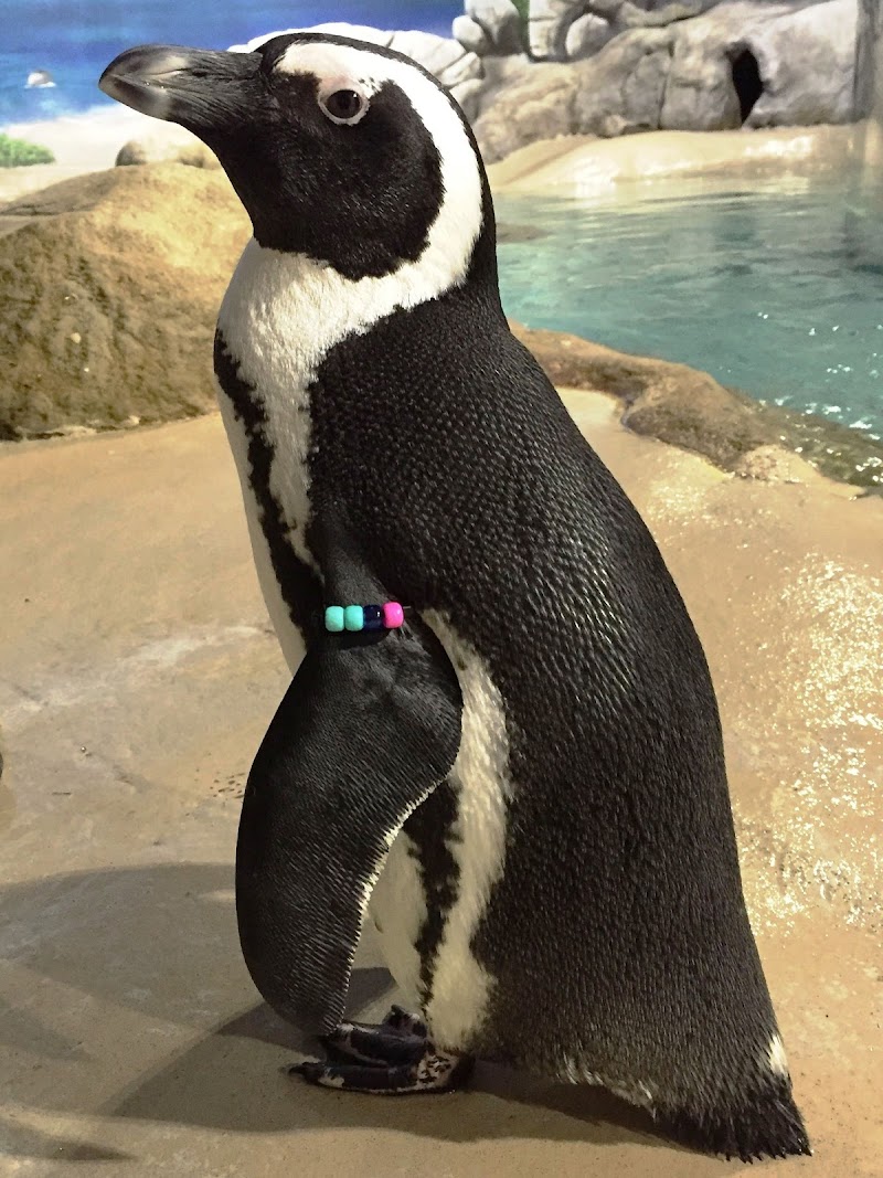 Photo of Jenkinson's Aquarium