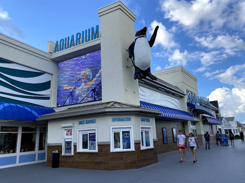 Jenkinson's Aquarium photo 2