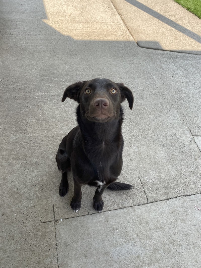 Albany Pet Hotel photo 3