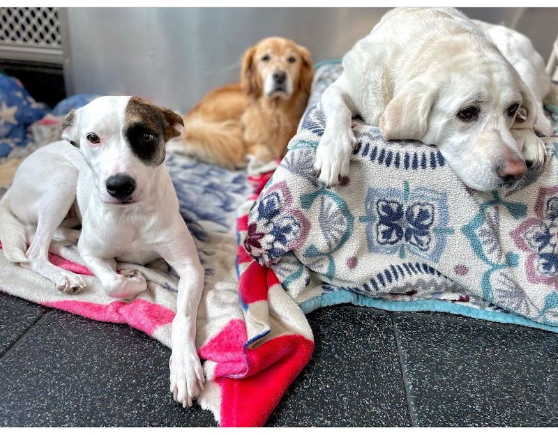 Albany Pet Hotel photo 2