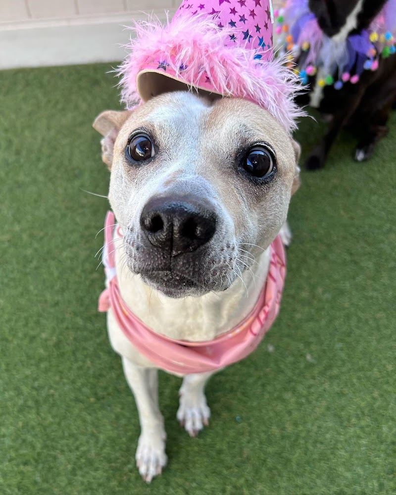 Albany Pet Hotel photo 4