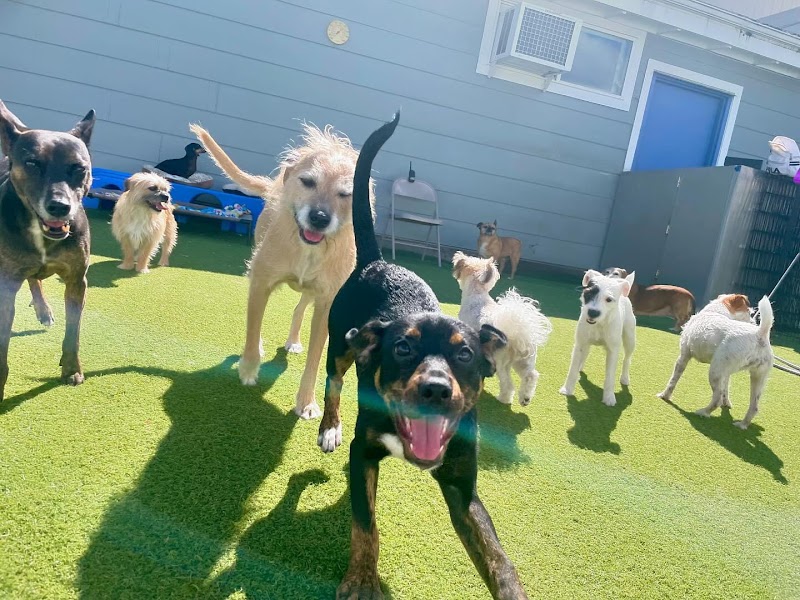 Photo of Albany Pet Hotel