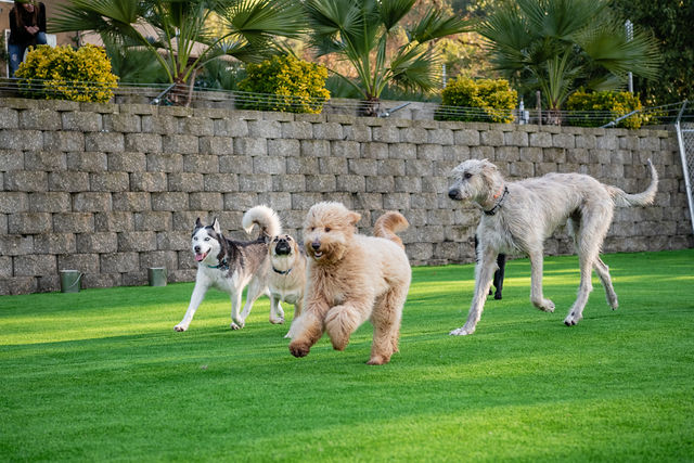 Club K9 photo 3