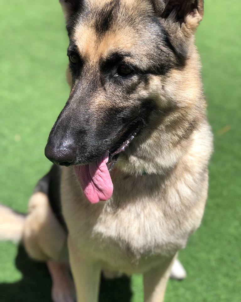 Club K9 photo 5