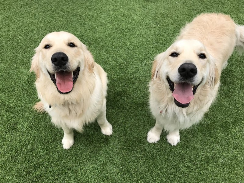 Club K9 photo 4
