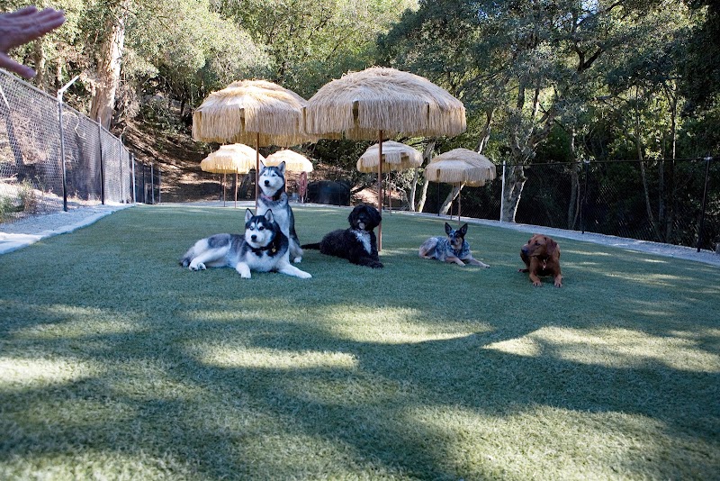 Club K9 photo 2