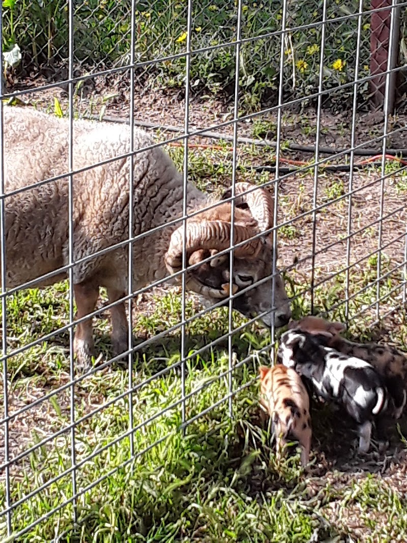 Munchkin Meadows Ranch photo 5