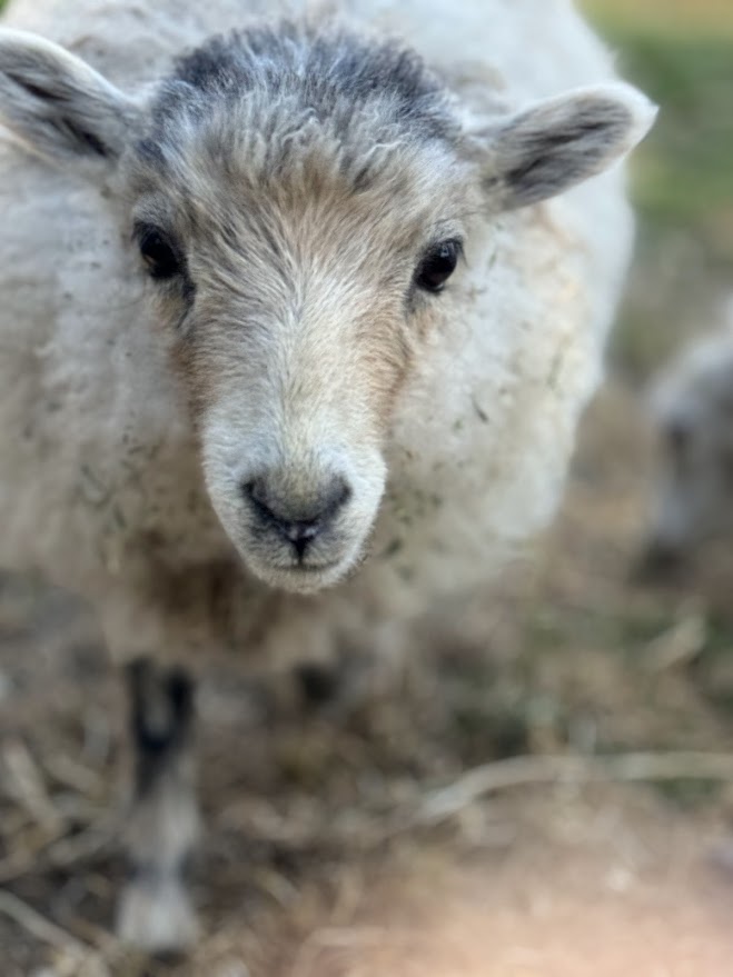 Photo of Munchkin Meadows Ranch