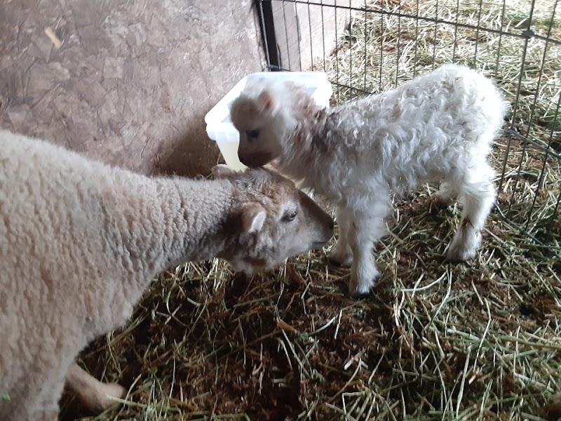Munchkin Meadows Ranch photo 3