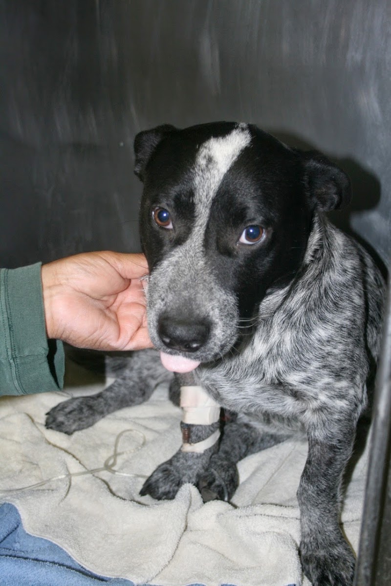 Marana Veterinary Clinic photo 2