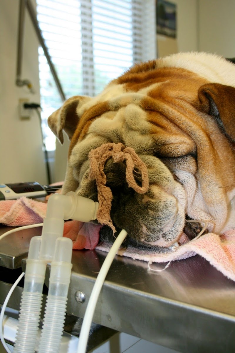 Marana Veterinary Clinic photo 3