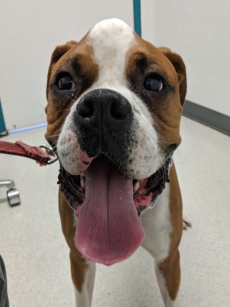 Cupertino Animal Hospital photo 5