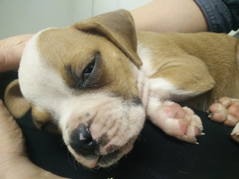 Cupertino Animal Hospital photo 3