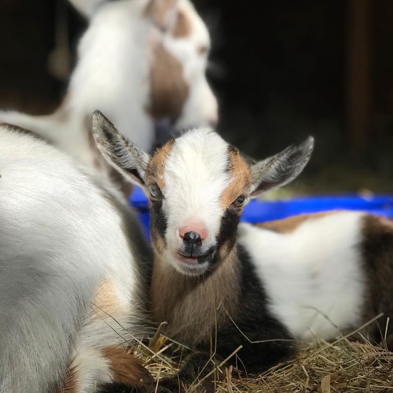 Leaping Lamb Farm photo 4