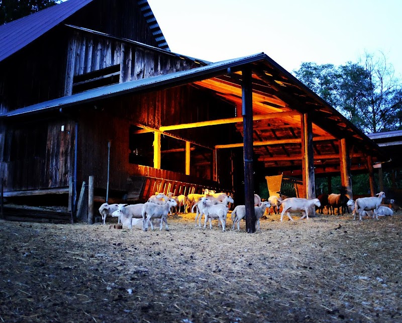 Photo of Leaping Lamb Farm
