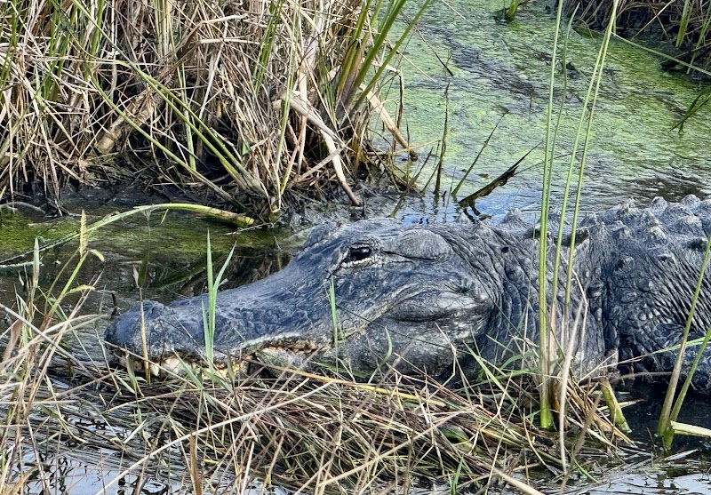 Shark Valley Visitor Center photo 3