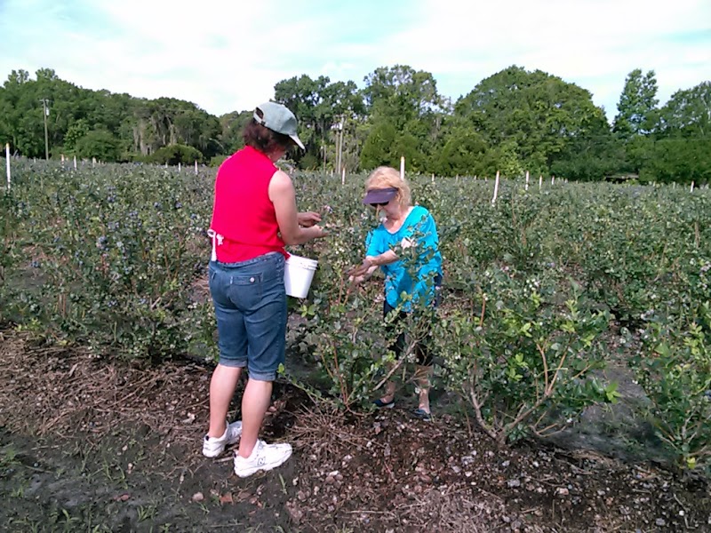 Blue Oak Tree Farms Fort Lonesome photo 2