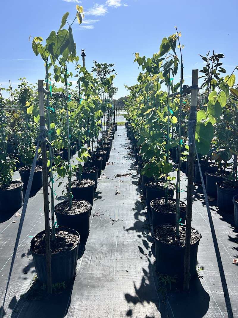 Blue Oak Tree Farms Fort Lonesome photo 4