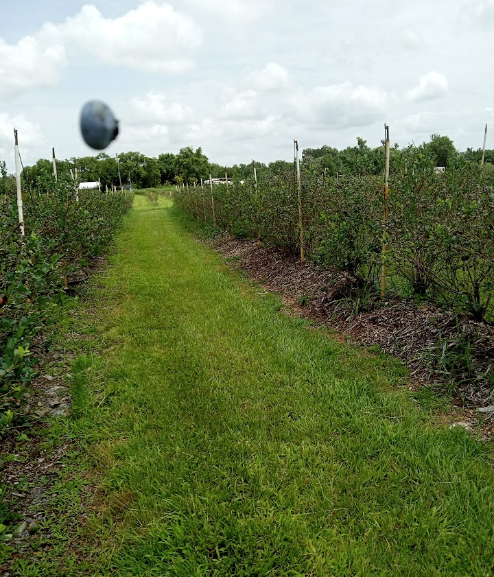 S & S Micro Farm - U PIC Blueberries & Moringa photo 3