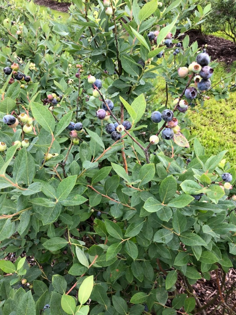 S & S Micro Farm - U PIC Blueberries & Moringa photo 2